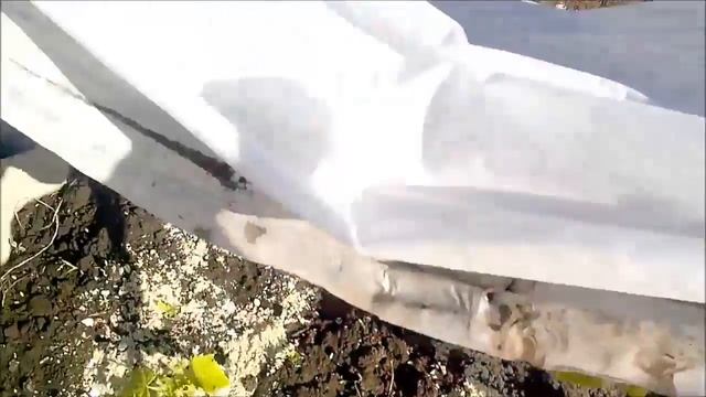 Огурцы зацвели раньше в парнике "Подснежник" смотреть онлайн