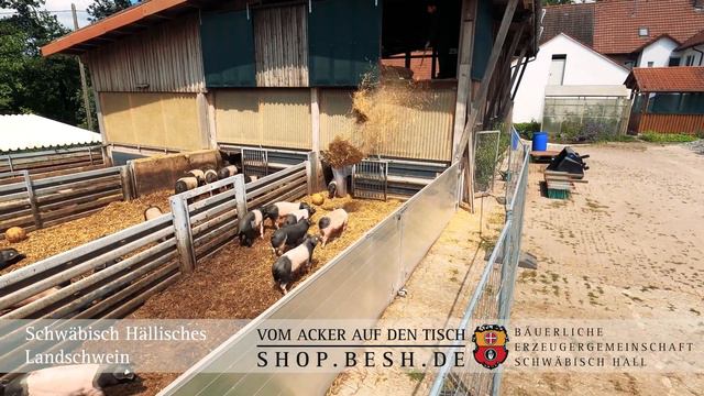 Besuch bei unseren Schwäbisch Hällischen Landschweinen смотреть онлайн