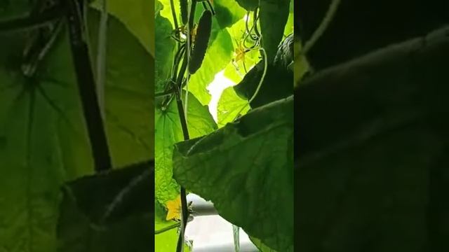 Огурец Дамский угодник F1 смотреть онлайн