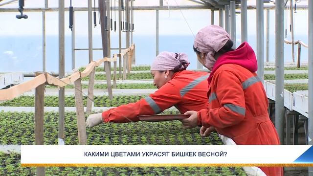 КАКИМИ ЦВЕТАМИ УКРАСЯТ БИШКЕК ВЕСНОЙ? смотреть онлайн