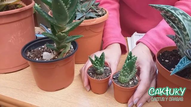 Mi colección de Aloes🌵Tipos y cuidados. Dic. 19 | Caktuky 🌵 смотреть онлайн