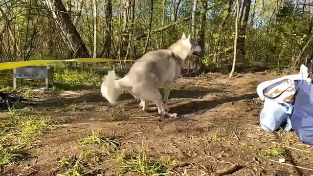 локи отряхивается смотреть онлайн