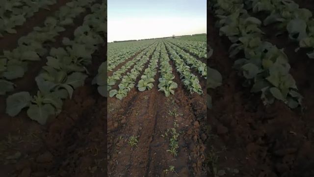 Выращивание белокочанной капусты смотреть онлайн