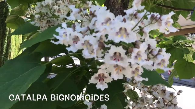 Catalpa bignonioides Garden Center online PGARDENS смотреть онлайн