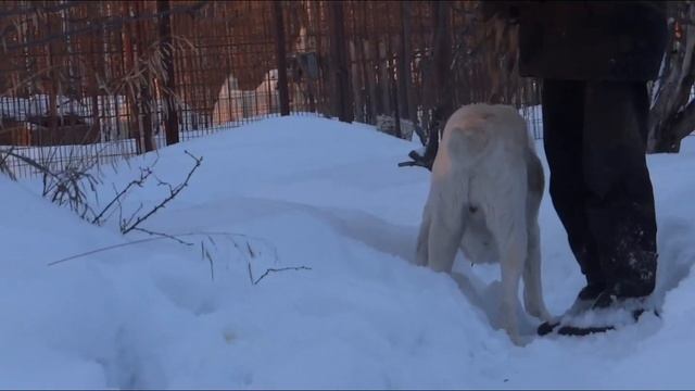 Туркменский Алабай АЧАК АСЫ РАВАЧ (Авулы-Мары) линия Черного Екемена смотреть онлайн