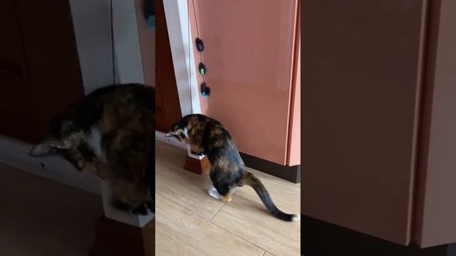 Michiko.ru | Котенок Марфа ищет дом. Отдаем бесплатно. Кошки в дар в добрые руки. смотреть онлайн