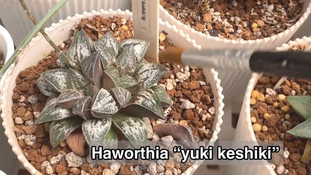 GREENHOUSE TOUR | PLANT TOUR Imported plants | Rare and Common Plants,PLANT NAMES | Lovekye 8 смотреть онлайн