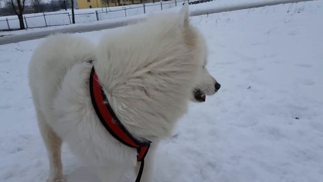 Самоед Safi и поиски неизвестного. смотреть онлайн