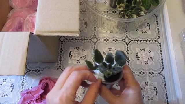 Новинки фиалок в коллекции.Посылочка с мини-фиалками и стандартами. смотреть онлайн