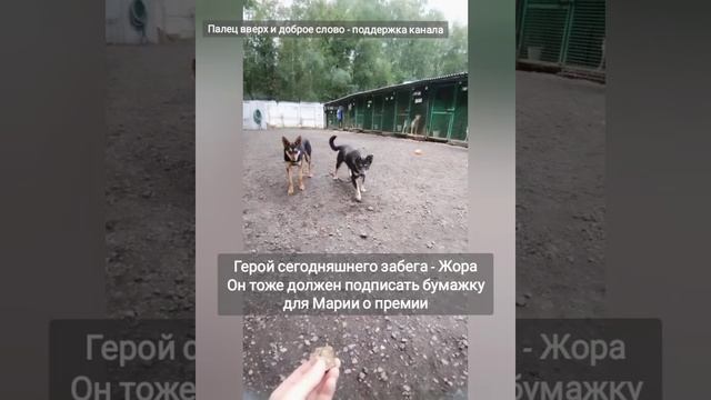 Взять собаку. Please Adopt Me - Moscow