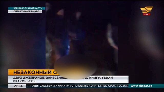 Двух джейранов, занесённых в красную книгу, убили браконьеры смотреть онлайн