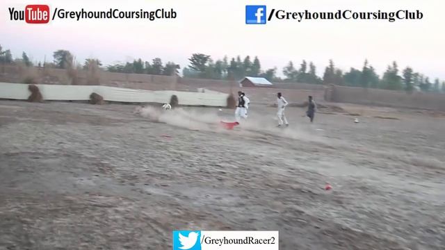 greyhound top speed km h | dog race 2018 смотреть онлайн