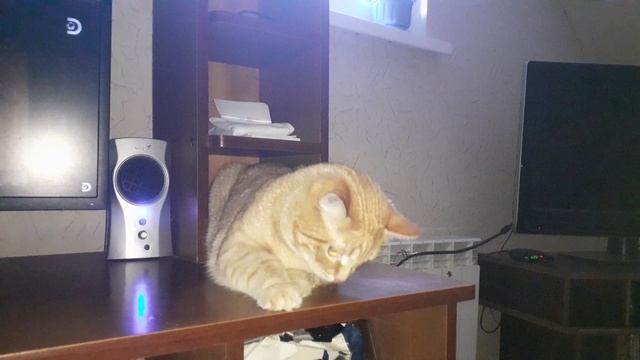 Красокотя ? смотреть онлайн