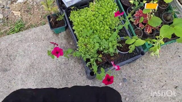 Обзор цветов на ярмарке. Задавайте мне вопросы. 10.06.2023. смотреть онлайн