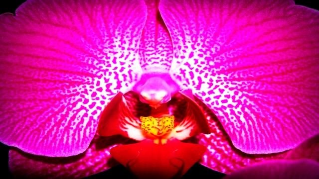 LUCKY BEE'S SPELLING GAME - FLOWER #3 - THE ORCHID смотреть онлайн
