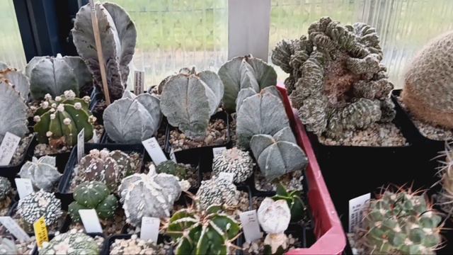 Ответы на вопросы.Эпифиллумы и детки на детках кактусов. смотреть онлайн