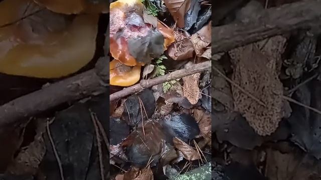 Фламмулина -гигант 2 часть смотреть онлайн