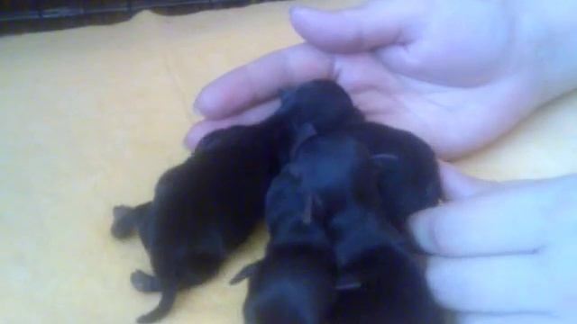 Йоркширский терьер, детки xx-vek ЧИЛИ, 20 июля 2011 год смотреть онлайн