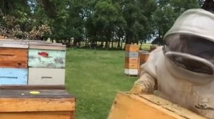 Как собрать гигантский урожай мёда? (Иан Степплер, Канада)