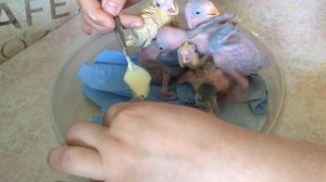 Выкармливание птенцов попугаев , ожереловые, Корелла, волнистые чехи