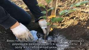 Зола для огурцов