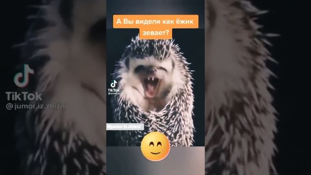 А вы видели, как ёжик зевает? смотреть онлайн