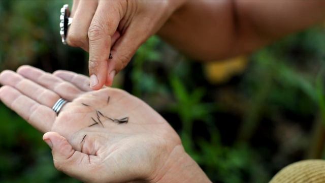 Spanish Needles - Savage Kitchen App with Sunny Savage смотреть онлайн