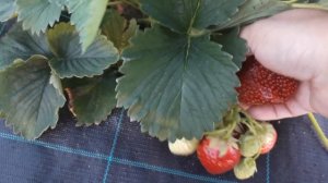 Сорт клубники Таго, плодоношение в Ягодном Подворье 2022г