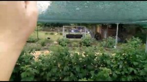 Натягиваем затеняющую сетку над малинником.