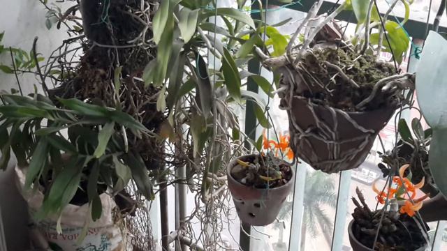 Dendrobium unicum смотреть онлайн