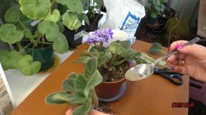 Как правильно разделить фиалку