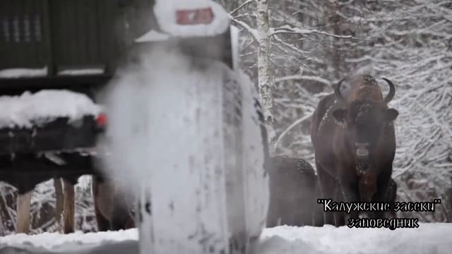 КАЛУЖСКИЕ ЗАСЕКИ смотреть онлайн