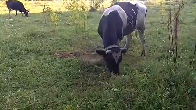 Бык роет землю от гнева