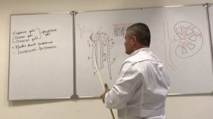 Почка. Анатомия почки. Строение нефрона / Kidney anatomy. Nephron structure