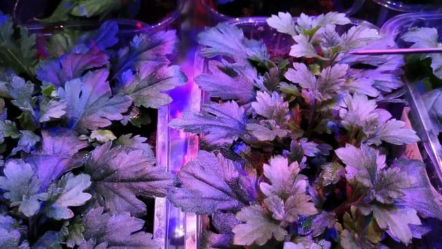 Размножение хризантемы листом ! Как получить очень много посадочного материала фактически из ничего смотреть онлайн