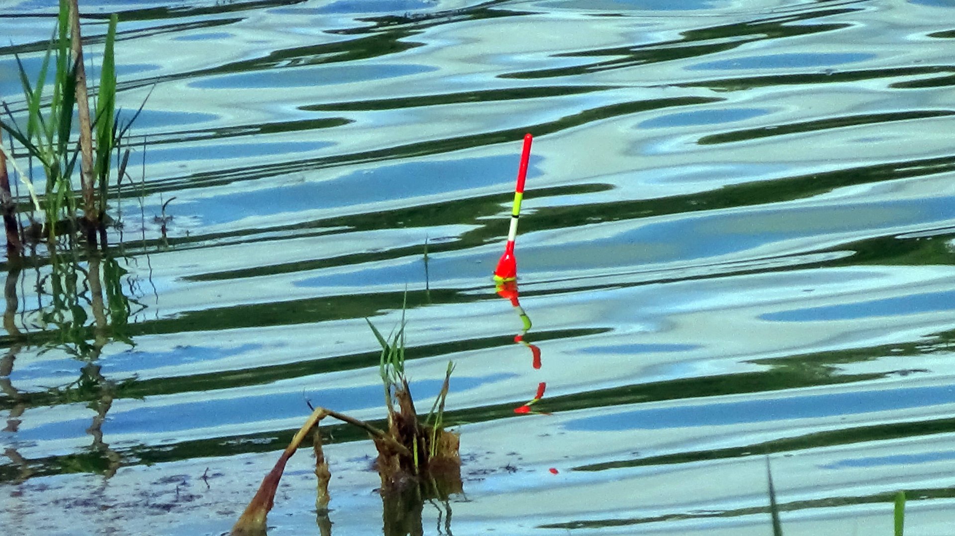 Лини на поплавок в окнах травы на озере! И новые особенности ловли смотреть онлайн