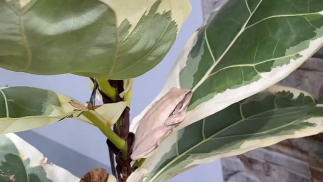 White FROG on variegated Fiddle Leaf Tree смотреть онлайн