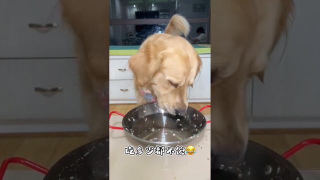 The golden retriever looks so cute eating meat. смотреть онлайн