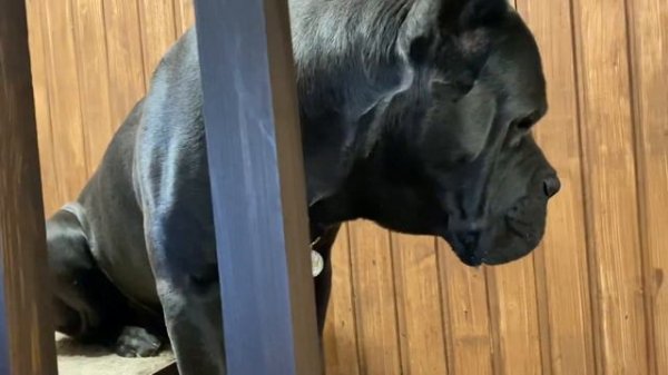 Трой и Титан🥰#tttt #канекорсо #canecorsoitaliano #canecorso #канекорсоитальяно