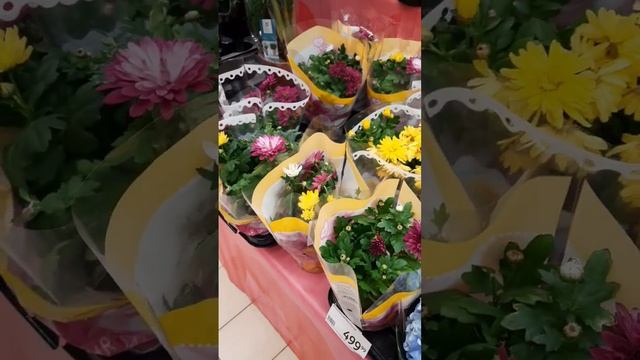 АШАН ЦВЕТЫ?МЕГА РОСТОВ⚘️8 МАРТА! смотреть онлайн