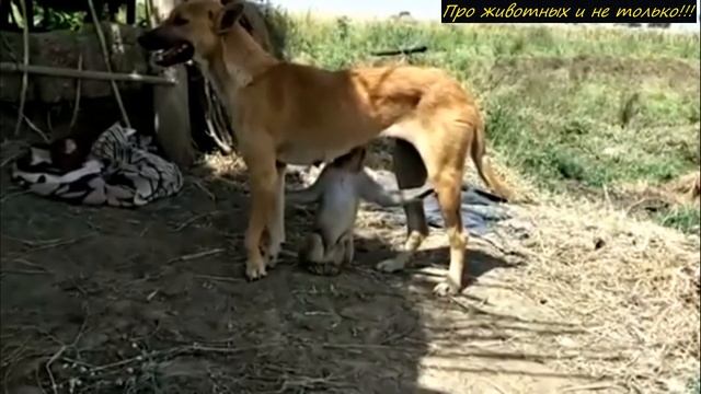 Люди съезжаются в деревушку, чтобы увидеть эту ДИКОВИНКУ! Такое они видели только по ТВ! смотреть онлайн