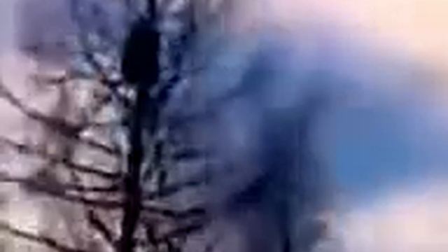 Медведь и бульдозер смотреть онлайн