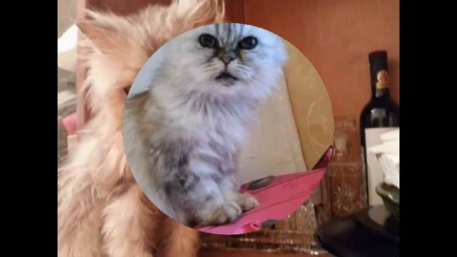 Котовасия шоу смотреть онлайн