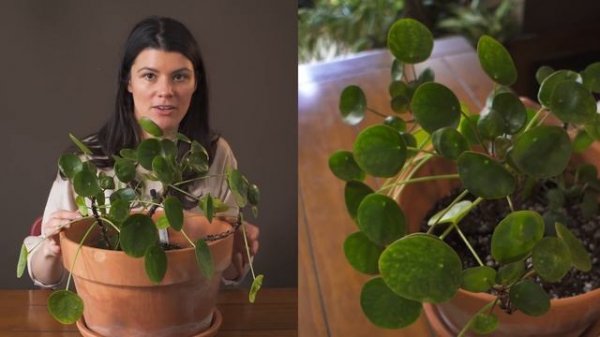 Pilea peperomioides (Pancake Plant) Houseplant Care — 33 of 365