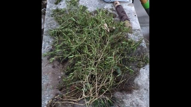 Adding moss phlox (Phlox subulata) (4/16/20) смотреть онлайн