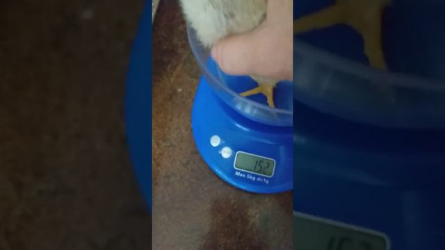 Результат январской инкубации смотреть онлайн