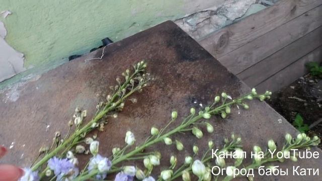 Почему чернеют цветоносы новозеландского дельфиниума. Что делать если у дельфиниума корявый цветоно