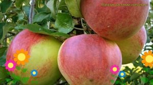 Яблоня домашняя Уэлси. Краткий обзор, описание характеристик, где купить саженцы malus domestica