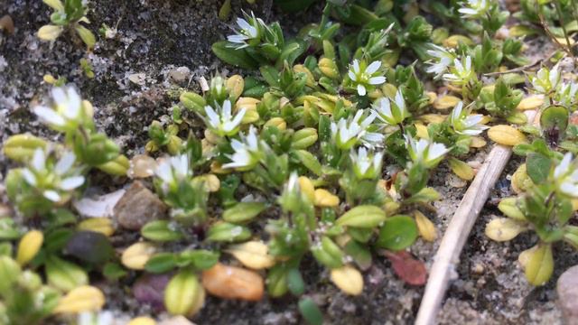 Zandhoornbloem (Cerastium semidecandrum) - 2017-03-23 смотреть онлайн