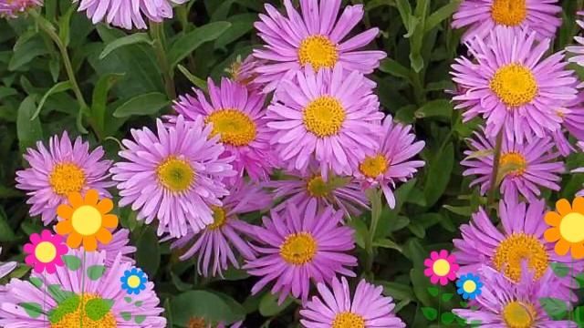 Астра альпийская Happy End. Краткий обзор, описание характеристик, где купить саженцы, крупномеры смотреть онлайн